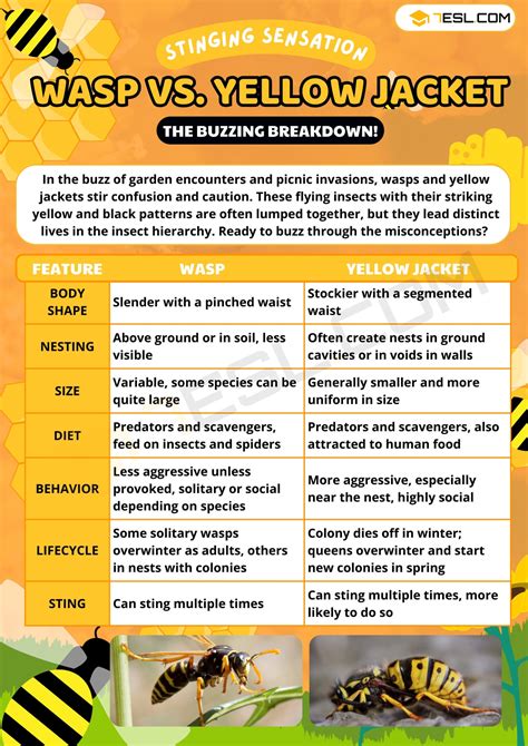 The Difference between Wasp and Yellow Jacket • 7ESL