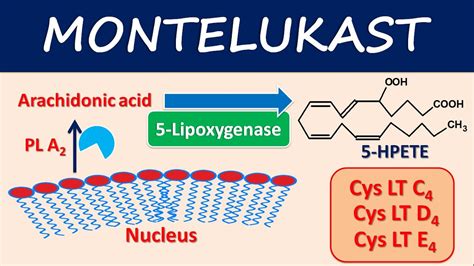 montelukast use dosage and side effects | ยา montelukast - CASTU