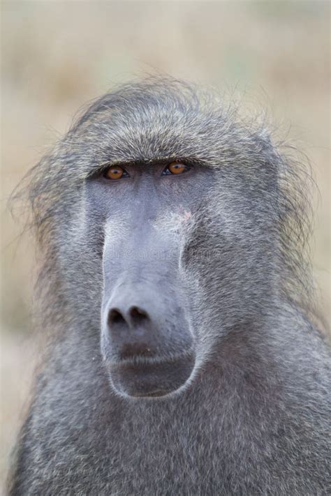 Baboon face stock image. Image of adult, africa, portrait - 26374423