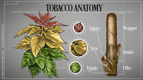 The Tobacco Plant Explained | JR Blending Room