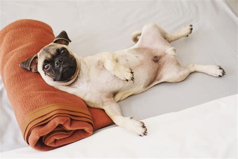 The Best Dog Friendly Hotels In Bristol | Travel Bristol