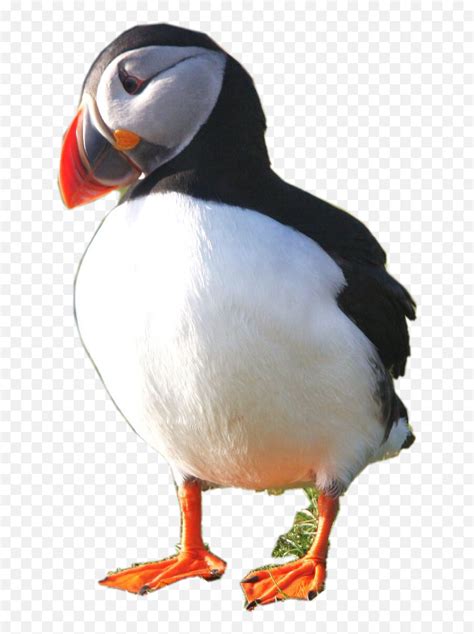 33 Puffin Usethis Cute Usethissticker - Puffin Png Emoji,Puffin Emoji ...