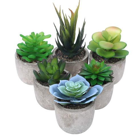 Plants For Small Pots - Plant Ideas