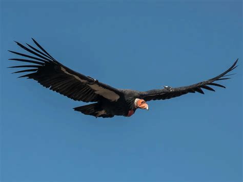 What Do Condors Eat? (Full Diet, Habits and Behavior) | Birdfact