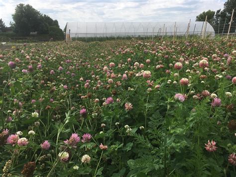 British Columbia cover crop database | Sustainable Agricultural ...