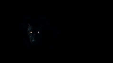 Wallpaper wolf, eyes, darkness, dark, animal hd, picture, image