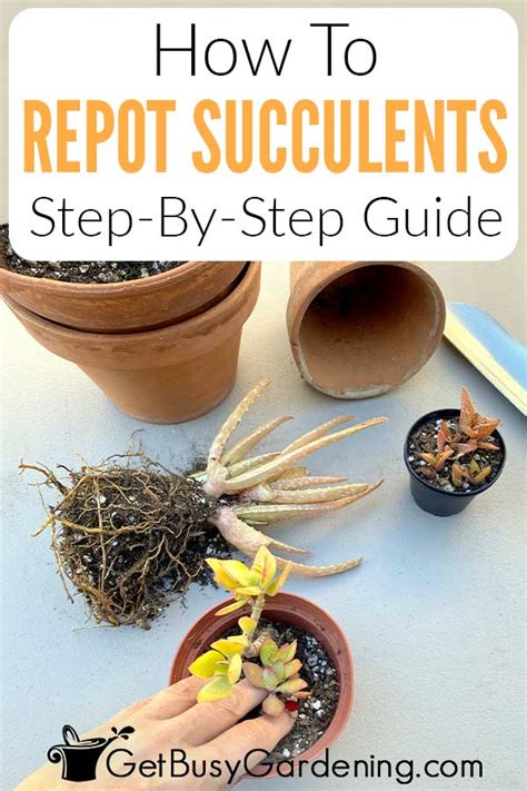 How To Repot Succulents: A Step-By-Step Guide - Get Busy Gardening