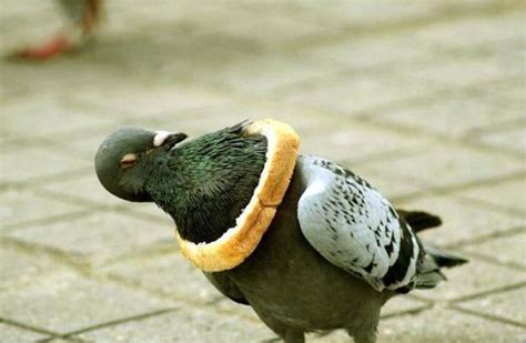 23 Pictures That Prove Pigeons Are Actually The Best | Funny birds, Pigeon, Funny animals