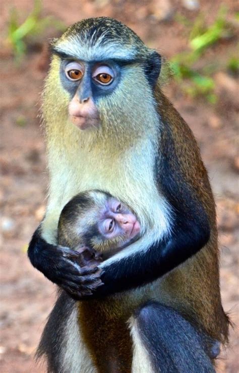 Mother monkey hugs her sleepy baby.... | Товары для животных, Редкие ...