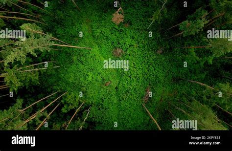 Trees in a circle Stock Videos & Footage - HD and 4K Video Clips - Alamy