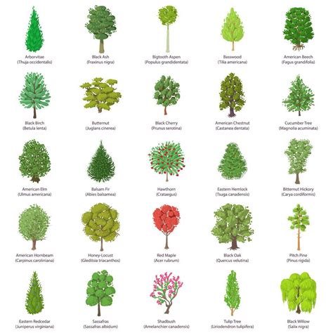 42+ Common Types Of Trees With Names, Facts, and Pictures | Ornamental ...