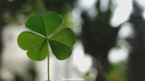 5 Leaf Clover Wallpaper