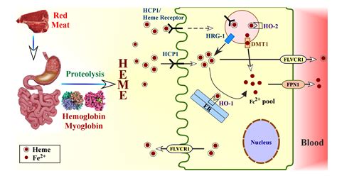 Nutrients | Free Full-Text | Heme, an Essential Nutrient from Dietary Proteins, Critically ...