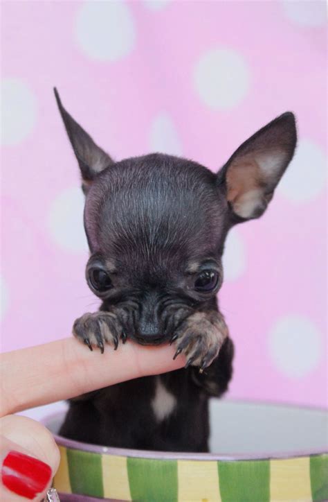 59+ Teacup Chihuahua Puppy Care Image - Bleumoonproductions