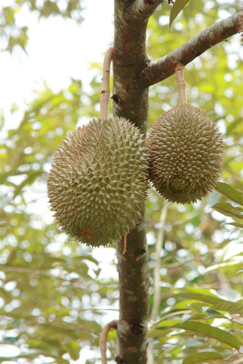 Durian on a tree | Stock image | Colourbox