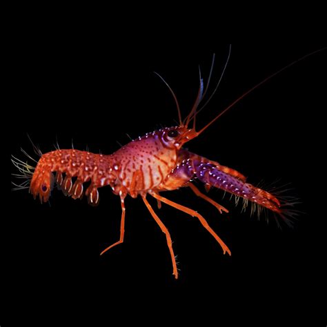 Purple Lobster | Purple Reef Lobster - Small | Petco