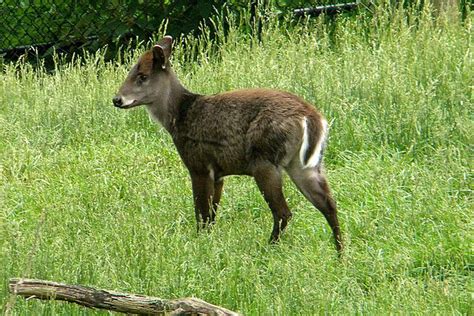 Tufted Deer | amomentofscience - Indiana Public Media