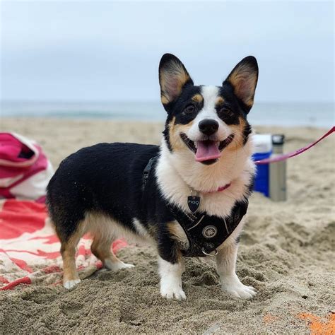 corgi husky mix puppy corgi husky corgi husky corgsky corgi husky mix ...