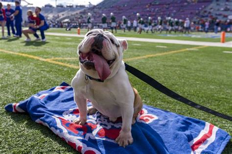 Louisiana Tech’s bulldog mascot has a sweeter ride than you - SBNation.com