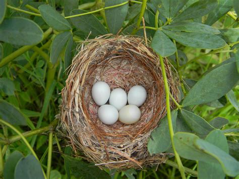 Into the Nest: There is nothing so beautiful as a bird's egg — Madison ...