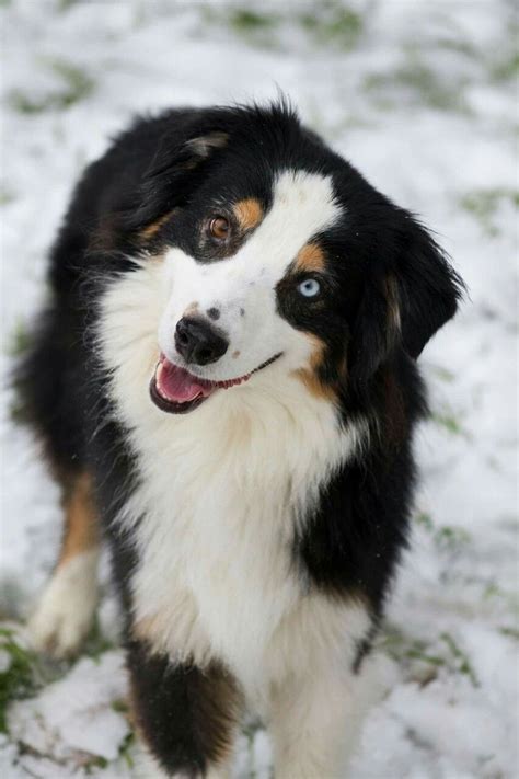 Australian Shepherd Black Tri Rüde, Eyecatcher´s Loyal Major, Rüde black tri (Oberbayern/ Nähe ...