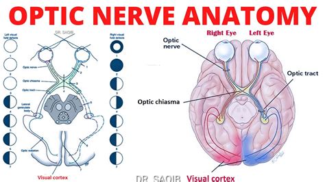 Optic Nerve Anatomy | Cranial Nerve 2 Anatomy | Clinicals of CN 2 - YouTube