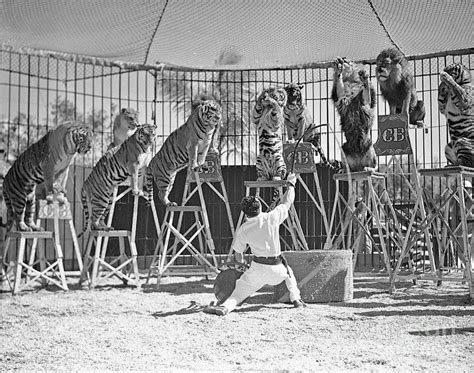 Lion Tamer at the Circus Vintage print Photograph by Pd - Pixels