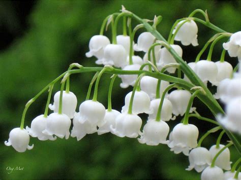 Muguet : pourquoi offre-t-on cette fleur le 1er mai