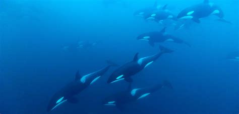 Orca Whale Pod Underwater