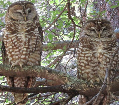 EPIC Convinces Feds that Spotted Owl May Be Endangered | Lost Coast Outpost | Humboldt County News