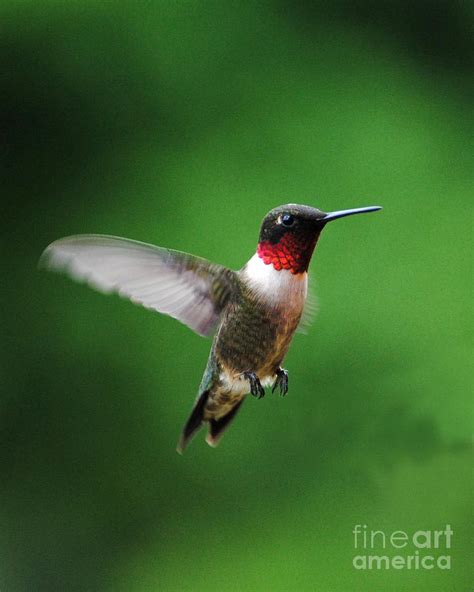 Ruby Red Throated Hummingbird Photograph by Jai Johnson