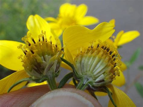 What are bracteate and ebracteate flowers?