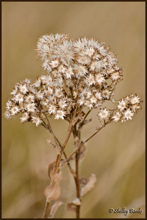 Prairie Wildflowers: Dried field flowers