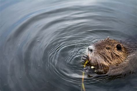 Beaver Habitat: Where Do Beavers Live In The World?