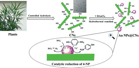 Cellulose nanocrystals: paving the way to greener production of ...