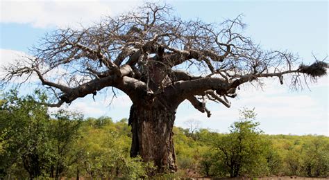 State symbol Limpopo province South Africa baobab tree