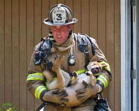 Firefighters Rescuing Animals Will Get Your Right In The Feelings ...