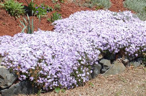 Creeping Plants: What They Are, Examples, Uses