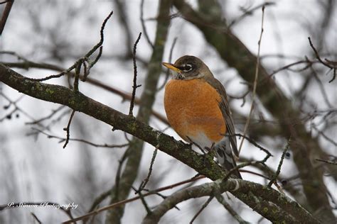 American Robin | Winter Robin | P. Stinson Photography | Flickr