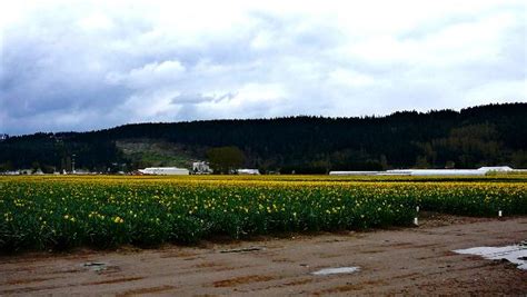 Puyallup Valley Daffodil Fields - Sumner, Washington - Flower Fields on Waymarking.com