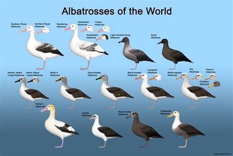 Albatrosses of the world | Albatross, Animal infographic, Northern royal