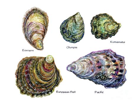 Oyster Types Painting by Zaira Dzhaubaeva