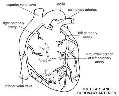 coronary angiography medical investigation into angina patient rh ...