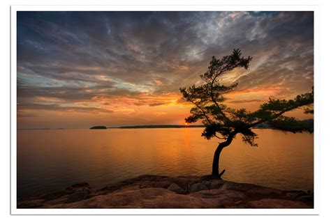 Pine at Sunset