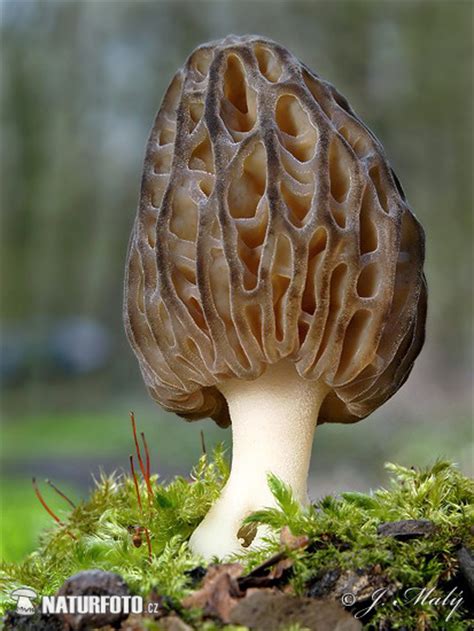 Morchella conica Pictures, Conical Morel Images, Nature Wildlife Photos | NaturePhoto