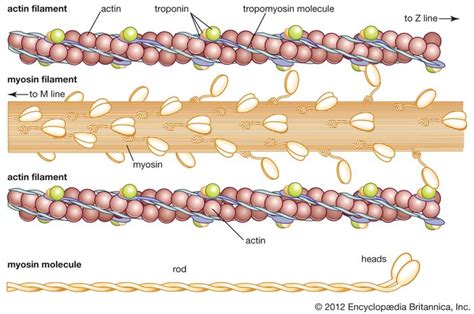 Myosin | chemical compound | Britannica