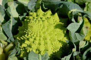 Cauliflower Plant Growth Stages – Urban Garden Gal