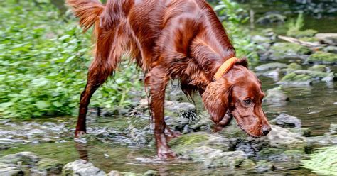 Hookworms in Dogs: How to Spot the Signs — Pumpkin®