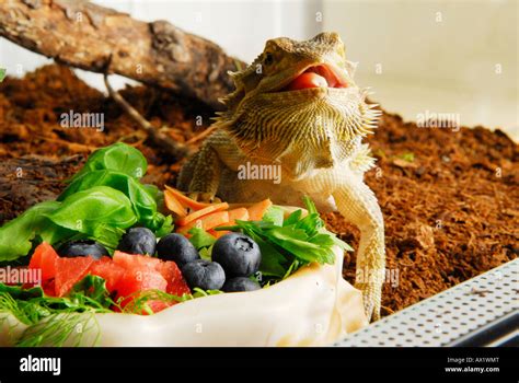 Central Bearded Dragon (Pogona vitticeps) eating fruits Stock Photo - Alamy