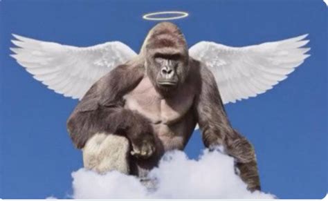 Cincinnati Zoo's Harambe is Trending on Twitter Again — on the Fourth Anniversary of His Death